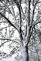 Baum Winter_DSC1645 Kopie.jpg   26.04